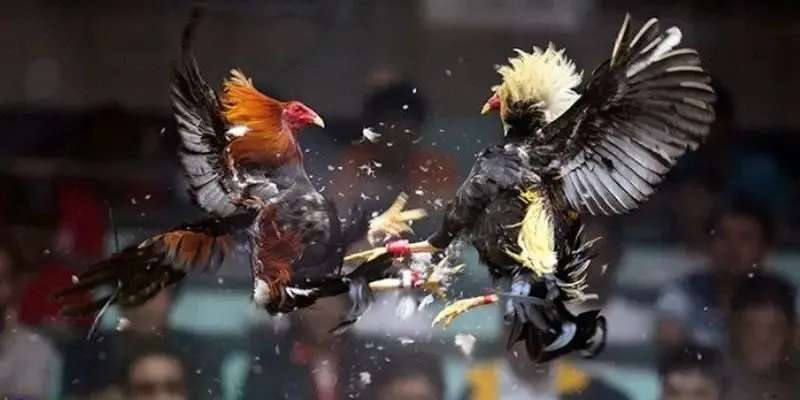 Mẹo cược đá gà Campuchia trực tiếp cần biết