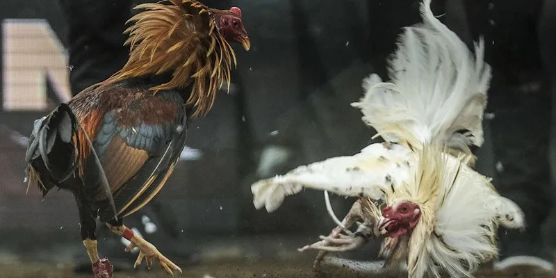 Nhà cái luôn chạy phụ đề và bình luận tiếng Việt xuyên suốt trận đấu