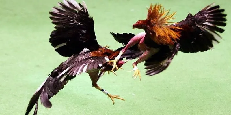 Đá gà cựa dao là hình thức cao cấp