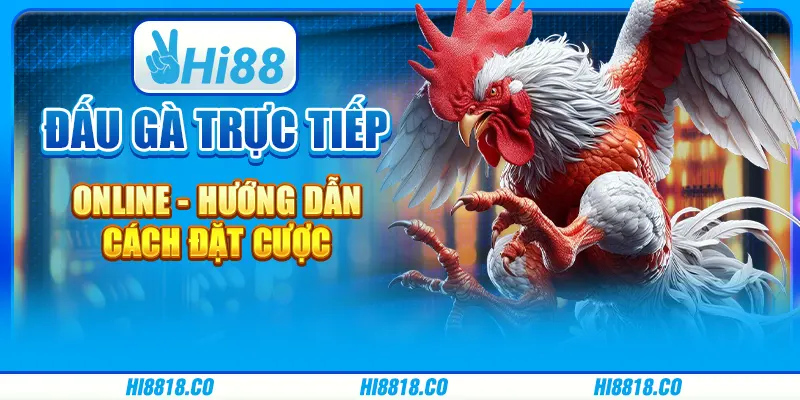 Đấu gà trực tiếp online - Hướng dẫn cách đặt cược tại Hi88 