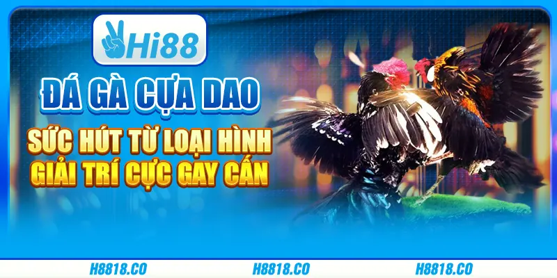 Đá gà cựa dao - Sức hút từ loại hình giải trí cực gay cấn