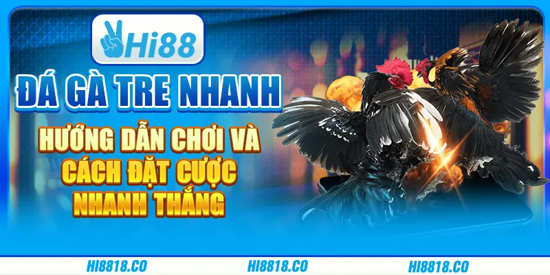 Đá gà tre nhanh - Hướng dẫn chơi và cách đặt cược nhanh thắng 