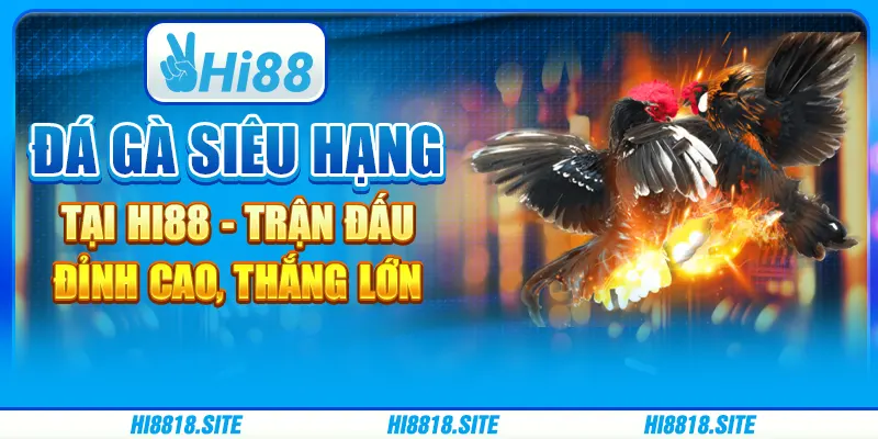 Đá Gà Siêu Hạng Tại Hi88 - Trận Đấu Đỉnh Cao, Thắng Lớn