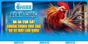 Bí kíp cược đá gà cựa sắt chuẩn chỉnh cho các sư kê mới làm quen
