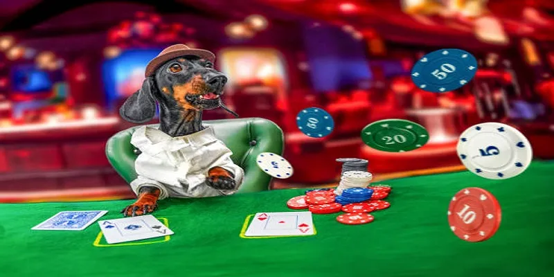 Bí kíp chơi Red Dog Poker cho mọi đối tượng