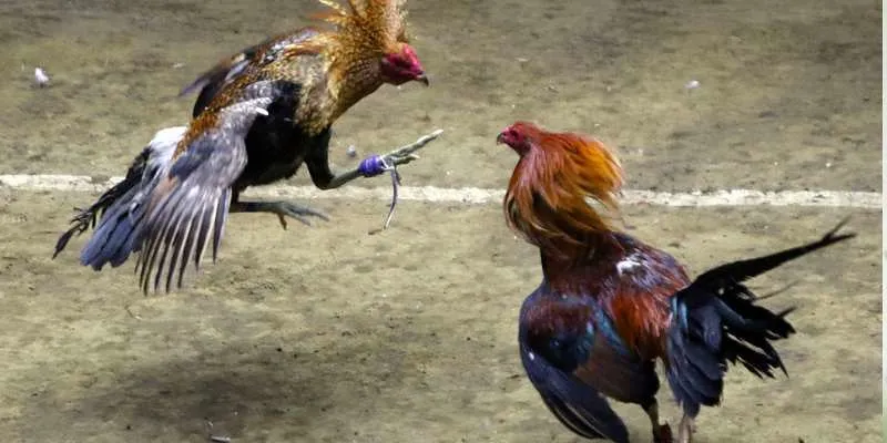 Cách để có chiến lược chọi gà thành công