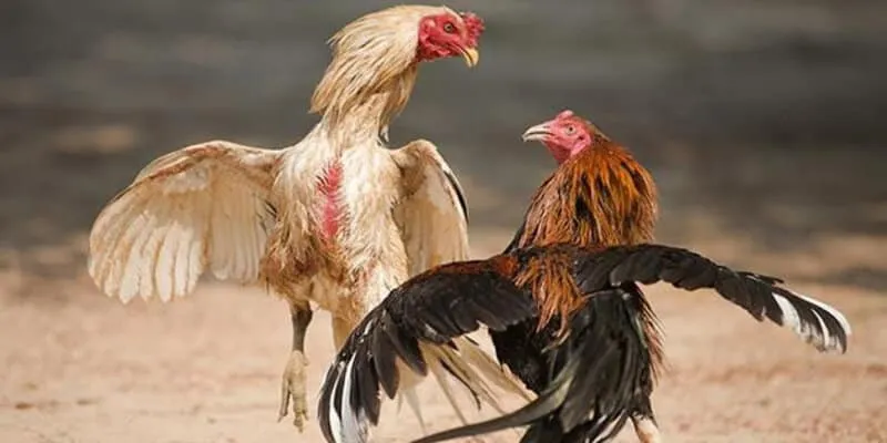 Sư kê cần có mẹo để nhanh thắng trong đá gà chiến thuật