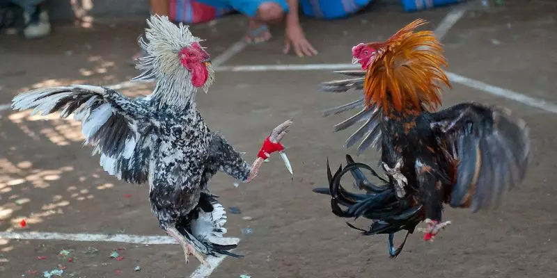 Các biểu tượng đặc biệt làm cho đá gà cựa dao trở nên độc đáo