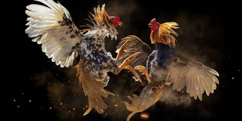 Ưu điểm của sân chơi đá gà cựa dao Hi88