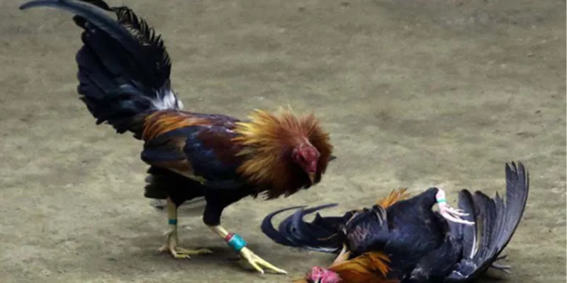 Quy trình cá cược đơn giản tại Hi88