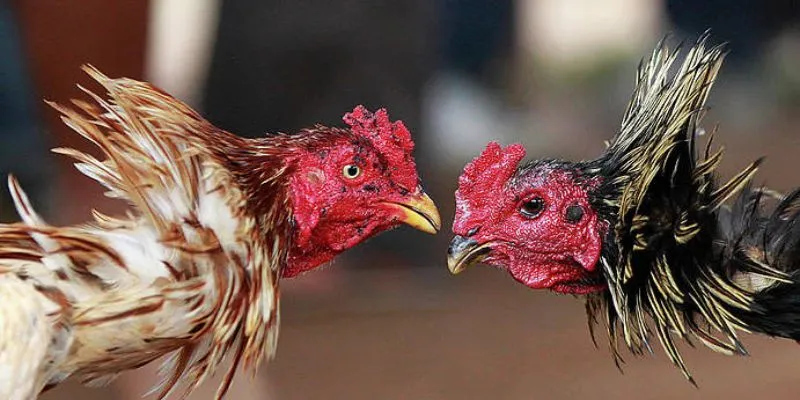 Mẹo cược đá gà cựa kim từ sư kê lâu năm