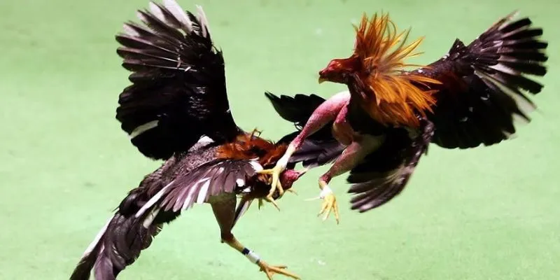 Luật chơi cơ bản, dễ chơi cho người mới tham gia