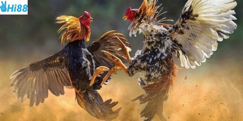 Nắm bắt thông tin và quản lý vốn cược