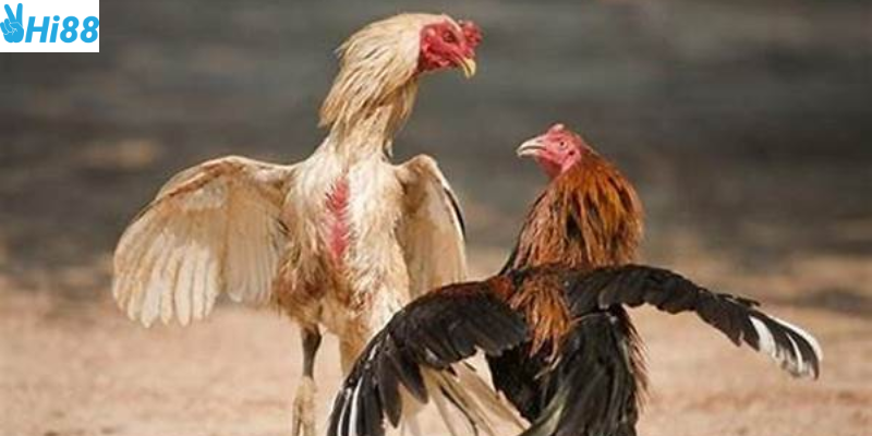 Tham gia đặt cược nhanh chóng và thắng lớn