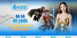 Đá gà Mỹ chiến - Cách theo dõi và đặt cược tại Hi88