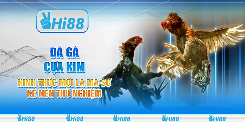 Đá gà cựa kim - Hình thức mới lạ mà sư kê nên thử nghiệm