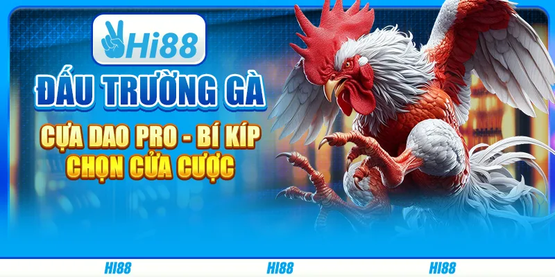 Đấu trường gà cựa dao Pro - Bí kíp chọn cửa cược