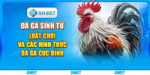 Đá Gà Sinh Tử