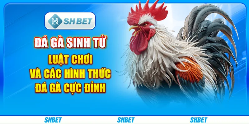 Đá Gà Sinh Tử