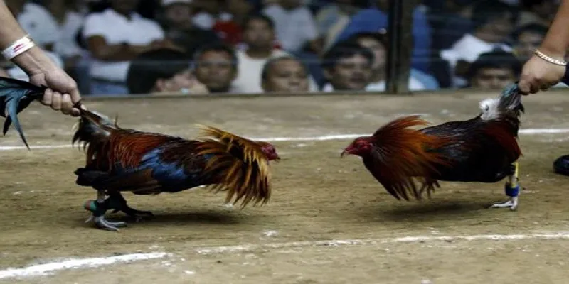 Bí kíp chọn cửa cược đá gà Mỹ chiến hữu ích