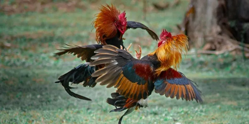 Đá gà Philippines (Sabong) là môn thể thao truyền thống ở Philippines