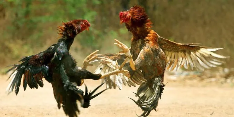 Khái quát về đá gà sinh tử