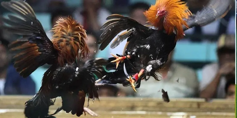 Quy luật chơi đá gà sinh tử chuẩn chỉ nhất