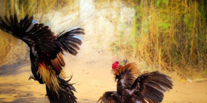 Các hình thức chọi gà sinh tử đặc trưng