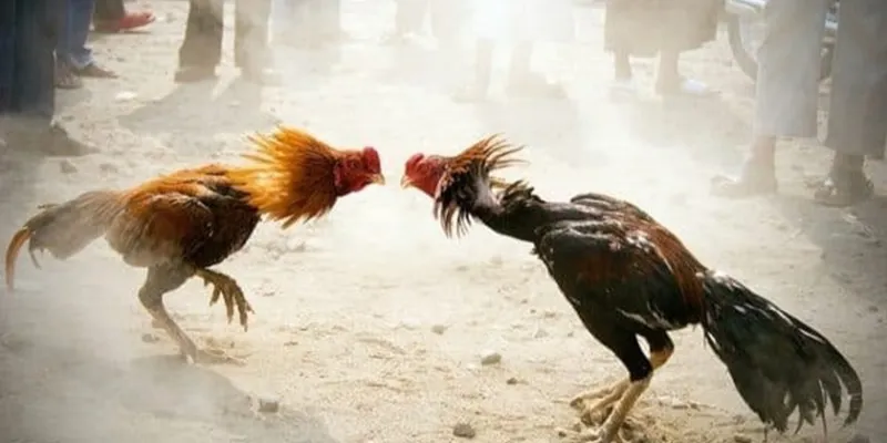 Công nghệ 4K free khi coi đá gà