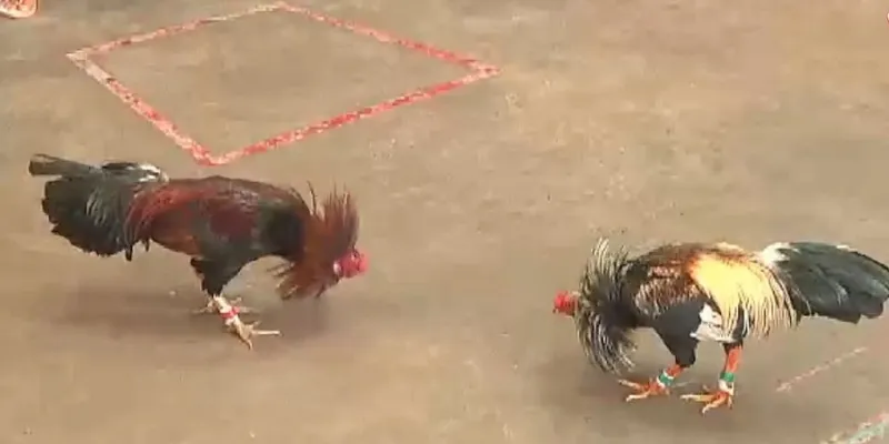 New88 - Điểm đến lý tưởng xem đá gà