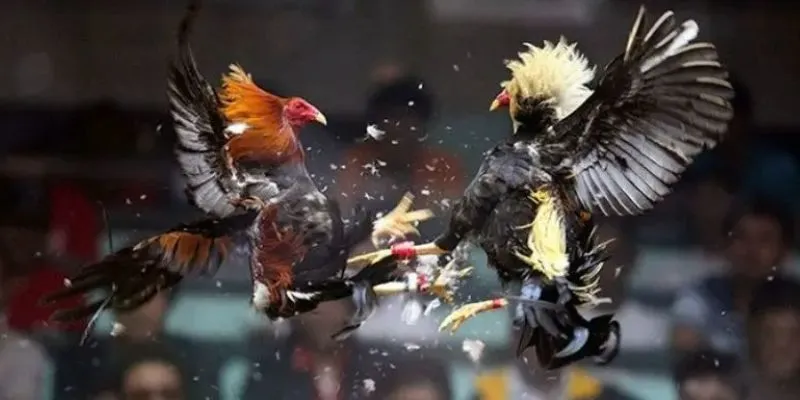 Đá gà siêu chiến NEW88 là gì