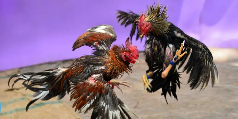 Làm thế nào để thắng trận 