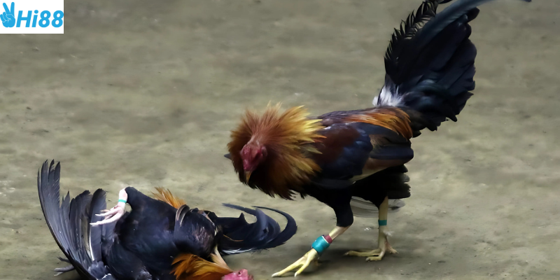 Khám phá sức hấp dẫn của đá gà cựa sắt online