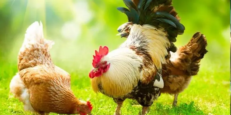 Giới thiệu về đấu gà và tầm quan trọng khi chơi