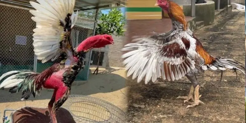 Kỹ thuật chọn gà đá qua giống loài hiệu quả