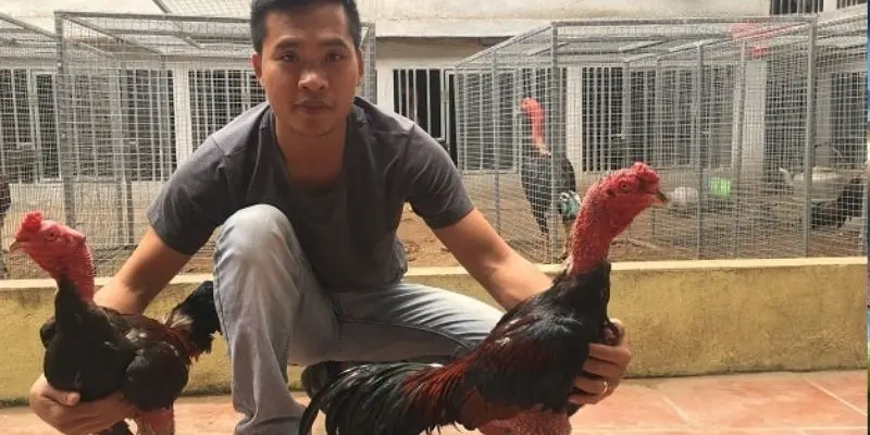 Chọn đá gà thông qua kỹ năng chiến đấu của chiến kê