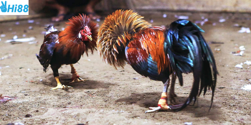 Phân tích chiến kê và quản lý vốn cược