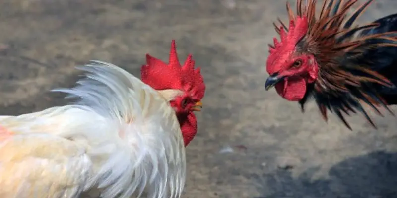 Ưu điểm đá gà Hi88