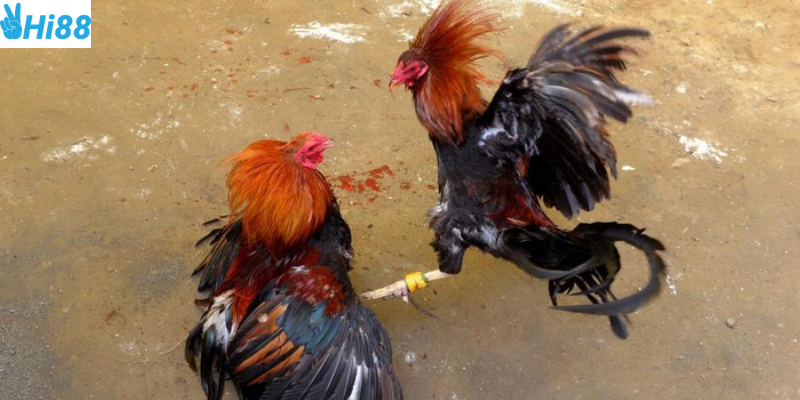 Tham gia khám phá các trận đấu hấp dẫn