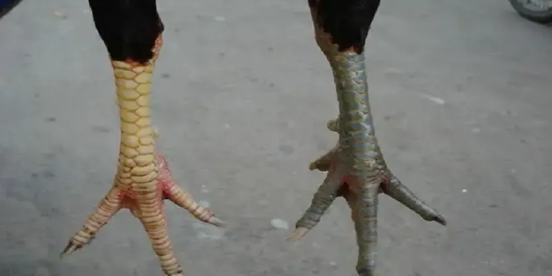 Gà linh kê – những chiến thần trên đấu trường