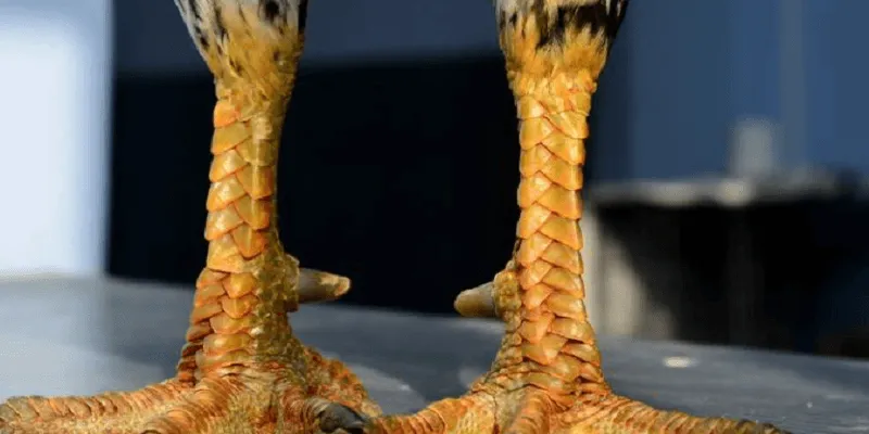 Mỗi loại vảy gà linh kê đều có những tính chất à đặc điểm riêng biệt