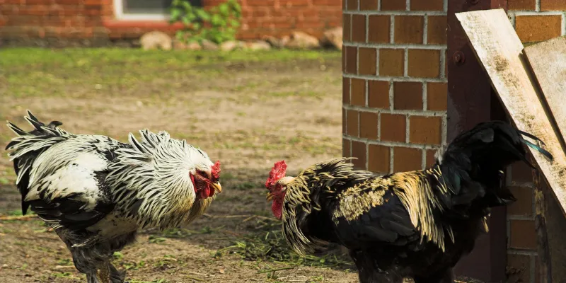 Đặc điểm của chọi gà Peru trực tiếp