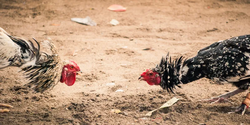 Cách xem đá gà Peru