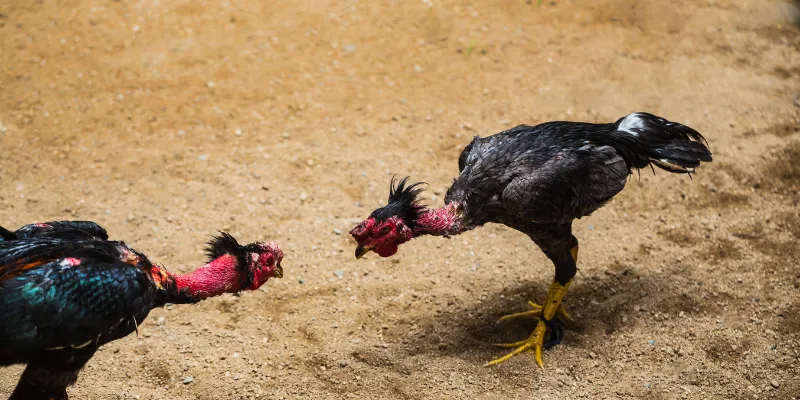 Những trận đá gà hấp dẫn