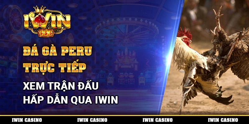 Đá gà Peru trực tiếp, xem trận đấu hấp dẫn qua IWIN
